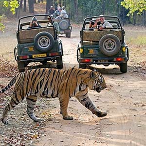 The Taj Tigers & Temples of India